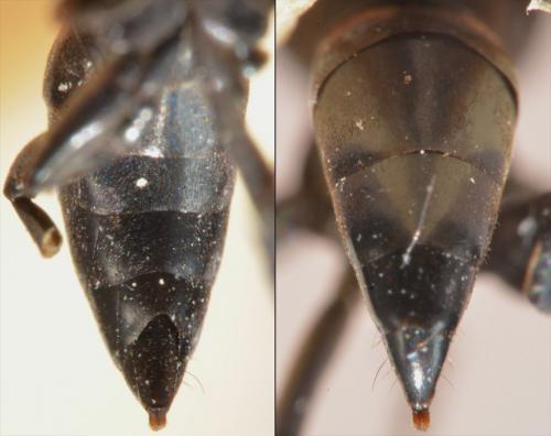 Entomobora crassitarsis